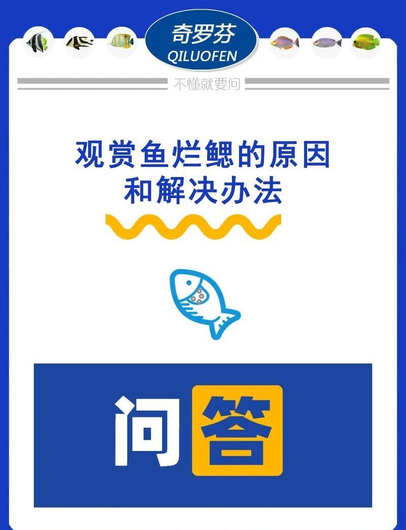 魚鰓蓋潰爛如何預(yù)防，魚鰓蓋潰爛怎么辦 魚鰓蓋潰爛如何預(yù)防，魚鰓蓋潰爛怎么辦 龍魚百科 第4張