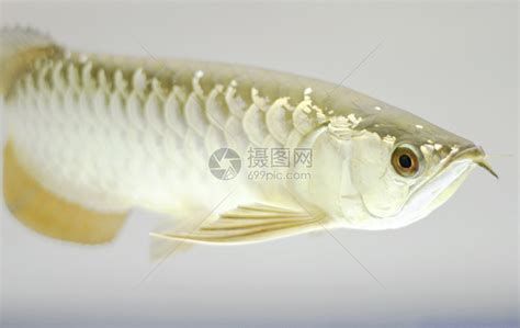 如何判斷龍魚是否感染了須子病？，判斷龍魚是否感染了須子病可以通過以下幾個步驟判斷