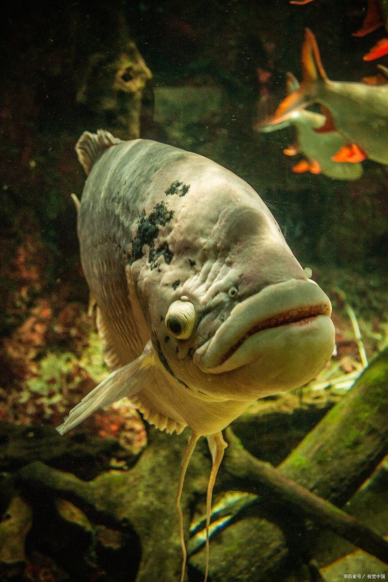 如何判斷恐龍魚是否處于適宜溫度 如何判斷恐龍魚是否處于適宜溫度 龍魚百科 第2張