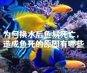 如何判斷紅龍魚是否適應新水？，如何判斷紅龍魚是否適應新水
