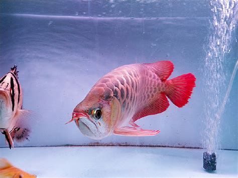 如何判斷紅龍魚是否適應(yīng)新水？，如何判斷紅龍魚是否適應(yīng)新水