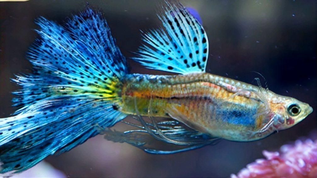 孔雀魚腹水病有哪些治療方法，如何預防孔雀魚腹水病，孔雀魚腹水病治愈率高嗎