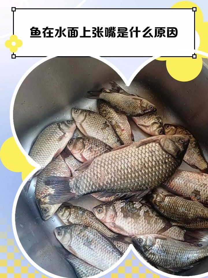 如何判斷龍魚嘴巴張著是否缺氧？，如何判斷龍魚嘴巴張著是否缺氧 如何判斷龍魚嘴巴張著是否缺氧？，如何判斷龍魚嘴巴張著是否缺氧 龍魚百科 第1張
