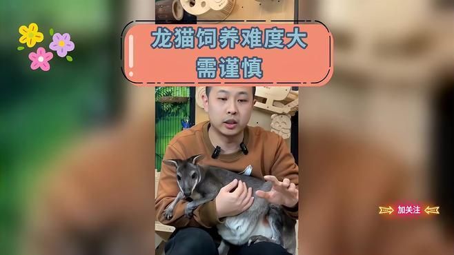 龍貓和荷蘭豬哪個更適合新手飼養，龍貓和荷蘭豬哪個更適合新手飼養,