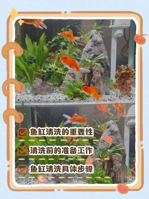 如何科學清洗魚缸，科學清洗魚缸 如何科學清洗魚缸，科學清洗魚缸 龍魚百科 第3張