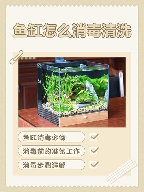 如何科學清洗魚缸，科學清洗魚缸 如何科學清洗魚缸，科學清洗魚缸 龍魚百科 第5張