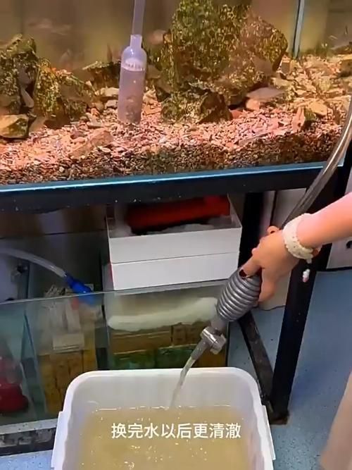 如何科學清洗魚缸，科學清洗魚缸 如何科學清洗魚缸，科學清洗魚缸 龍魚百科 第7張