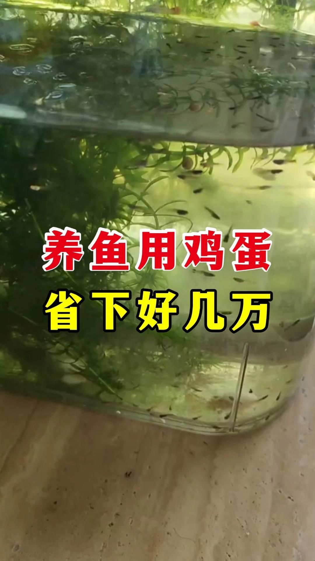 雞蛋黃喂食龍魚有哪些注意事項？，關于雞蛋黃喂食龍魚的注意事項