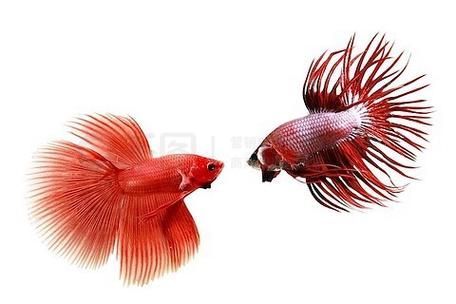 馬尾龍魚有哪些品種，泰國斗魚主流品系對(duì)比表，馬尾龍魚并不是“龍魚”或“金龍”