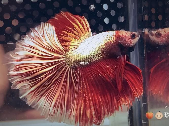 馬尾龍魚有哪些品種，泰國斗魚主流品系對(duì)比表，馬尾龍魚并不是“龍魚”或“金龍”