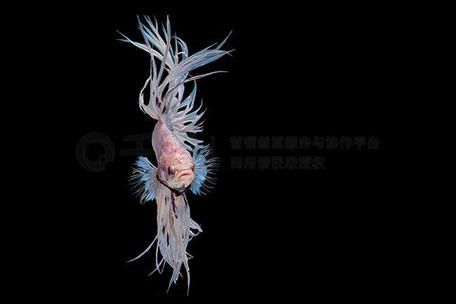馬尾龍魚有哪些品種，泰國斗魚主流品系對(duì)比表，馬尾龍魚并不是“龍魚”或“金龍”
