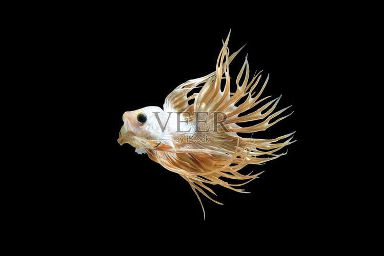 馬尾龍魚有哪些品種，泰國斗魚主流品系對(duì)比表，馬尾龍魚并不是“龍魚”或“金龍”