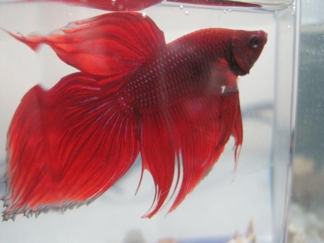 馬尾龍魚有哪些品種，泰國斗魚主流品系對比表，馬尾龍魚并不是“龍魚”或“金龍”