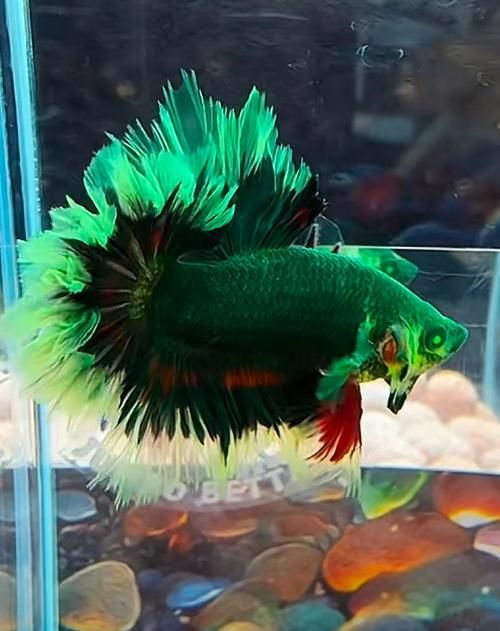 馬尾龍魚有哪些品種，泰國斗魚主流品系對(duì)比表，馬尾龍魚并不是“龍魚”或“金龍”