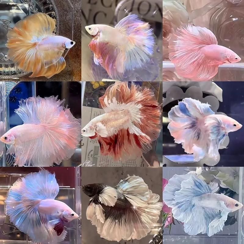 馬尾龍魚有哪些品種，泰國斗魚主流品系對(duì)比表，馬尾龍魚并不是“龍魚”或“金龍”