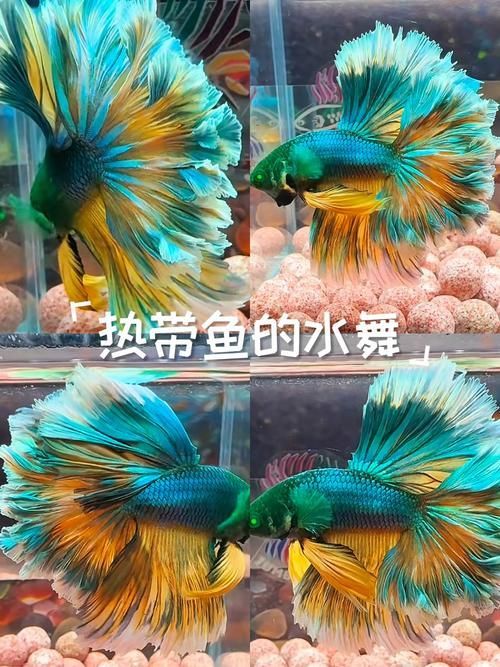 馬尾龍魚有哪些品種，泰國斗魚主流品系對(duì)比表，馬尾龍魚并不是“龍魚”或“金龍”