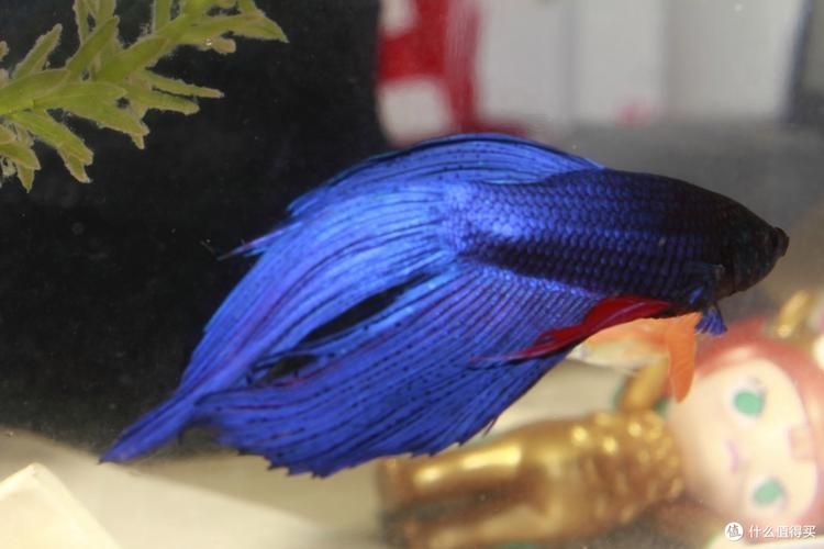 馬尾龍魚有哪些品種，泰國斗魚主流品系對比表，馬尾龍魚并不是“龍魚”或“金龍”
