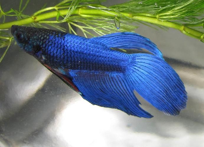 馬尾龍魚有哪些品種，泰國斗魚主流品系對比表，馬尾龍魚并不是“龍魚”或“金龍”