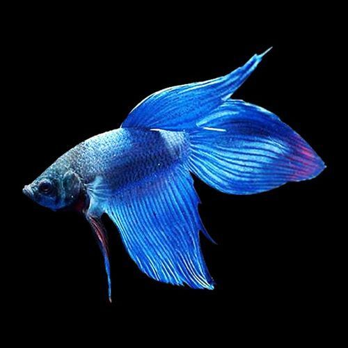 馬尾龍魚有哪些品種，泰國斗魚主流品系對(duì)比表，馬尾龍魚并不是“龍魚”或“金龍”
