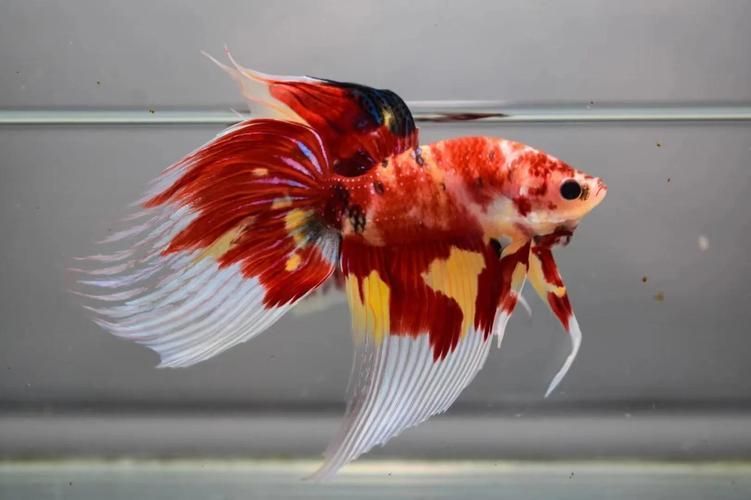 馬尾龍魚有哪些品種，泰國斗魚主流品系對(duì)比表，馬尾龍魚并不是“龍魚”或“金龍”
