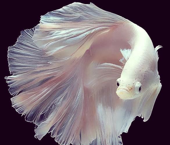 馬尾龍魚有哪些品種，泰國斗魚主流品系對(duì)比表，馬尾龍魚并不是“龍魚”或“金龍”