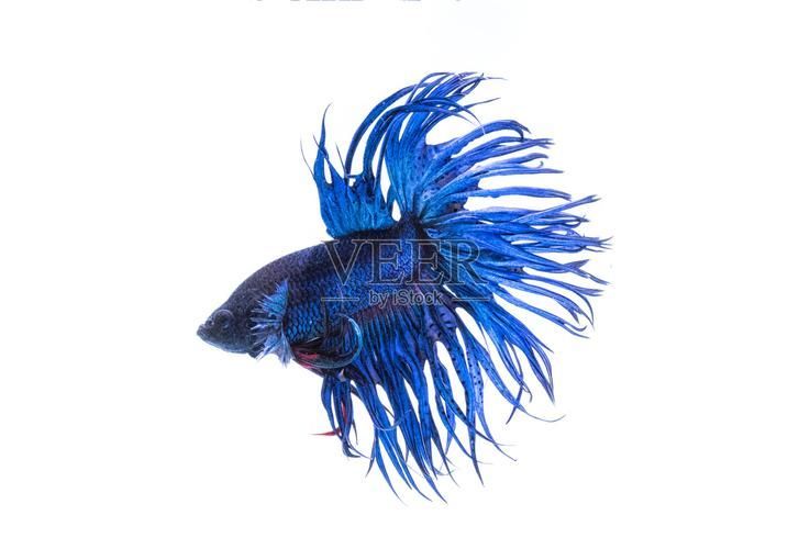 馬尾龍魚有哪些品種，泰國斗魚主流品系對(duì)比表，馬尾龍魚并不是“龍魚”或“金龍”