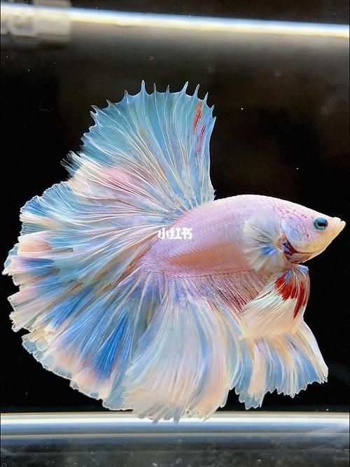 馬尾龍魚有哪些品種，泰國斗魚主流品系對(duì)比表，馬尾龍魚并不是“龍魚”或“金龍”