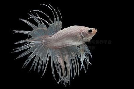 馬尾龍魚有哪些品種，泰國斗魚主流品系對(duì)比表，馬尾龍魚并不是“龍魚”或“金龍”