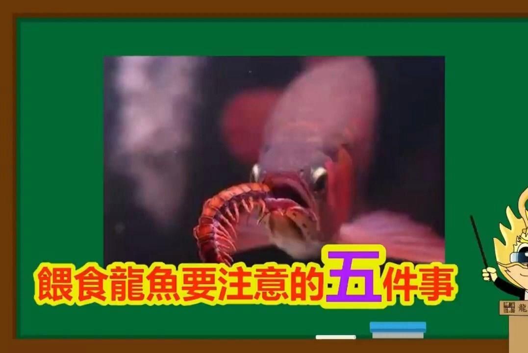 龍魚多久換一次食物，關于龍魚多久換一次食物，龍魚多久換一次水，龍魚吃什么最好 龍魚多久換一次食物，關于龍魚多久換一次食物，龍魚多久換一次水，龍魚吃什么最好 龍魚百科