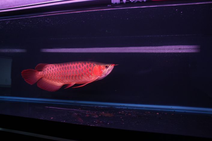 還有哪些高端龍魚品牌值得關注，高端龍魚品牌品牌