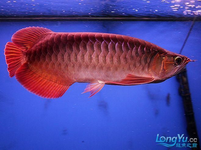 還有哪些高端龍魚品牌值得關注，高端龍魚品牌品牌