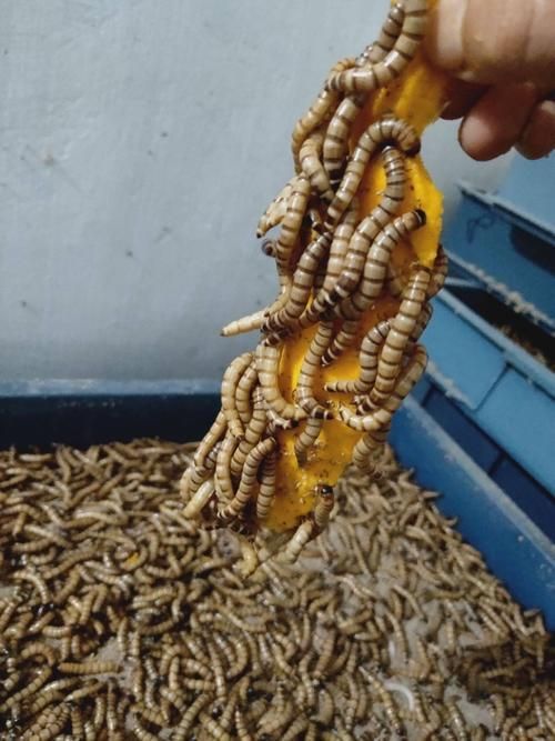 大麥蟲喂養(yǎng)金龍魚有哪些注意事項(xiàng)？，大麥蟲喂養(yǎng)金龍魚有哪些注意事項(xiàng)大麥蟲喂養(yǎng)金龍魚有哪些注意事項(xiàng)