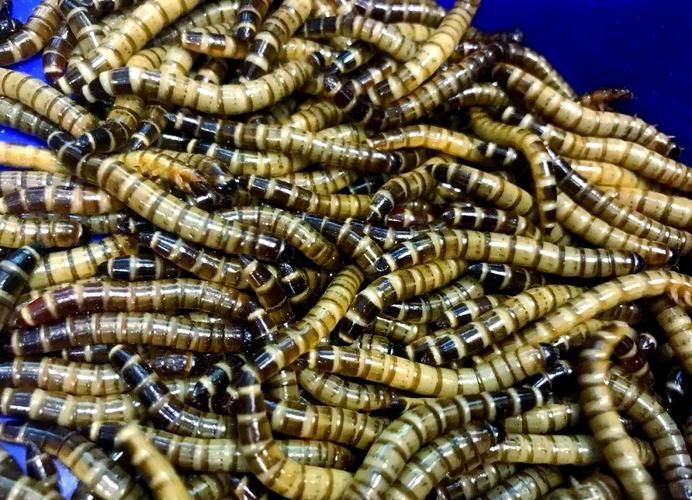 大麥蟲喂養金龍魚有哪些注意事項？，大麥蟲喂養金龍魚有哪些注意事項大麥蟲喂養金龍魚有哪些注意事項