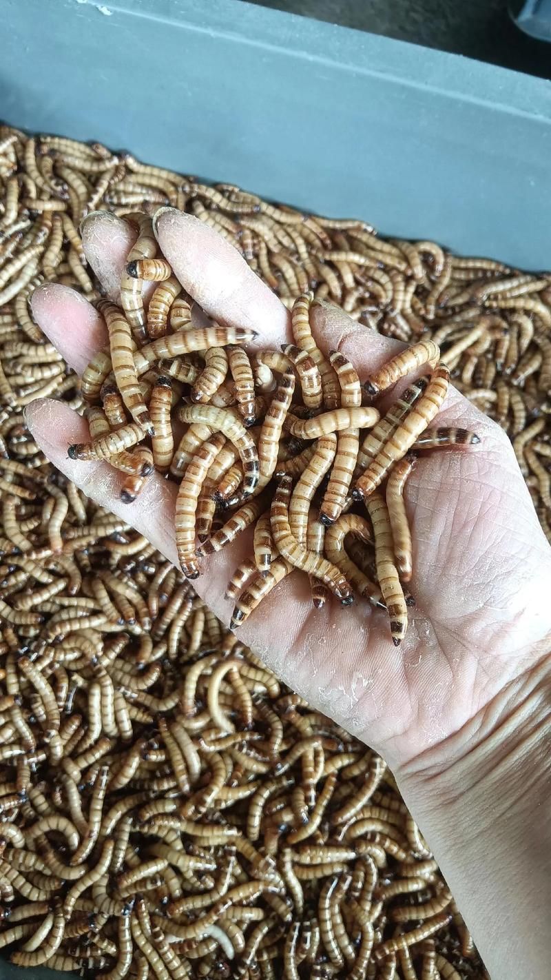 大麥蟲喂養(yǎng)金龍魚有哪些注意事項(xiàng)？，大麥蟲喂養(yǎng)金龍魚有哪些注意事項(xiàng)大麥蟲喂養(yǎng)金龍魚有哪些注意事項(xiàng)