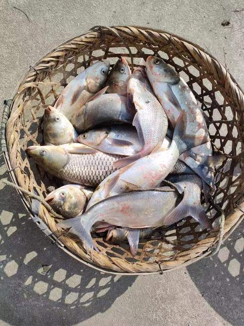 恭城瑤族龍魚的養(yǎng)殖歷史是怎樣的？，恭城瑤族特有的傳統(tǒng)養(yǎng)殖歷史是怎樣的？