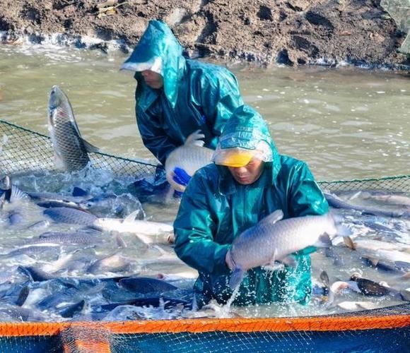 恭城瑤族龍魚的養殖歷史是怎樣的？，恭城瑤族特有的傳統養殖歷史是怎樣的？