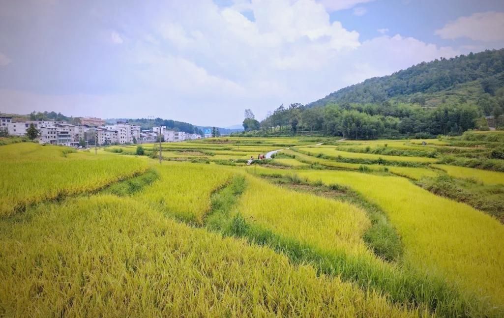 恭城瑤族龍魚的養殖歷史是怎樣的？，恭城瑤族特有的傳統養殖歷史是怎樣的？