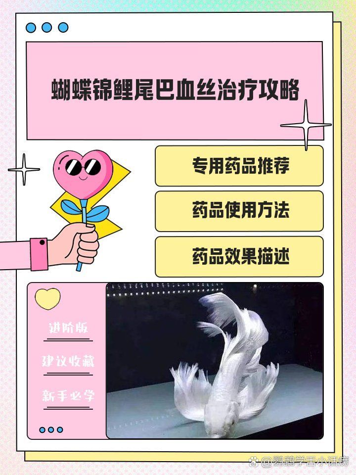 哪種藥物治療魚尾巴發紅最有效，魚尾巴發紅怎么辦