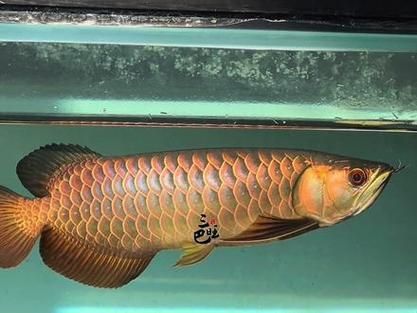 有哪些著名的古典金龍魚個體，古典金龍魚的個體 有哪些著名的古典金龍魚個體，古典金龍魚的個體 龍魚百科 第4張