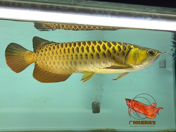 有哪些著名的古典金龍魚個體，古典金龍魚的個體 有哪些著名的古典金龍魚個體，古典金龍魚的個體 龍魚百科 第6張
