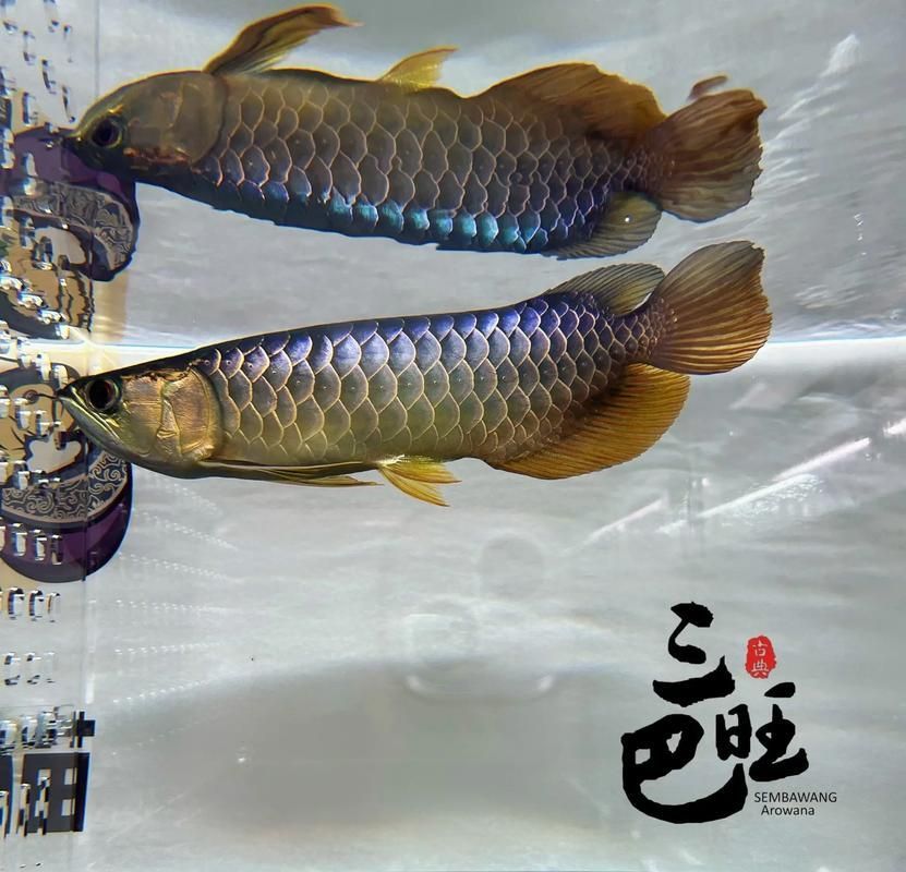 有哪些著名的古典金龍魚個體，古典金龍魚的個體 有哪些著名的古典金龍魚個體，古典金龍魚的個體 龍魚百科 第3張