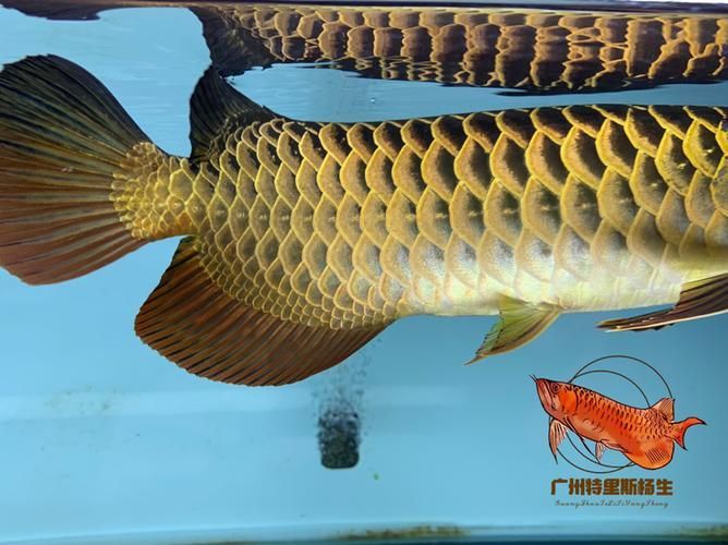 有哪些著名的古典金龍魚個體，古典金龍魚的個體 有哪些著名的古典金龍魚個體，古典金龍魚的個體 龍魚百科 第5張