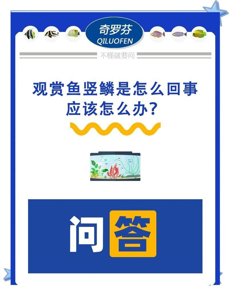如何治療魚豎鱗病，如何治療魚豎鱗病，如何判斷龍魚是否炸鱗？
