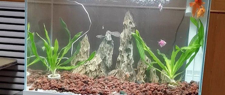 森森魚缸有哪些型號值得推薦？，值得推薦的森森魚缸型號：森森x-100 森森魚缸有哪些型號值得推薦？，值得推薦的森森魚缸型號：森森x-100 龍魚百科 第14張