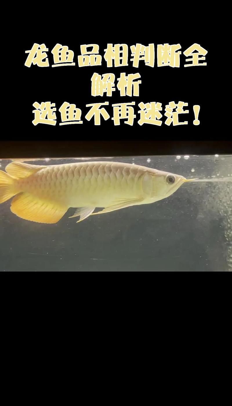 如何挑選一條優質的龍魚，如何挑選優質的龍魚