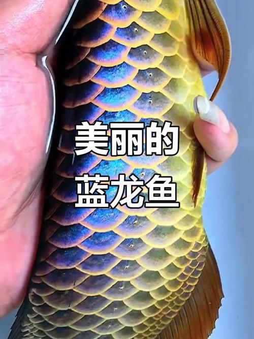 七彩龍魚有哪些品系?,七彩龍魚的基本分類框架 龍魚百科 第2張 七彩龍魚有哪些品系?,七彩龍魚的基本分類框架 七彩龍魚有哪些品系?,七彩龍魚的基本分類框架 龍魚百科 第2張