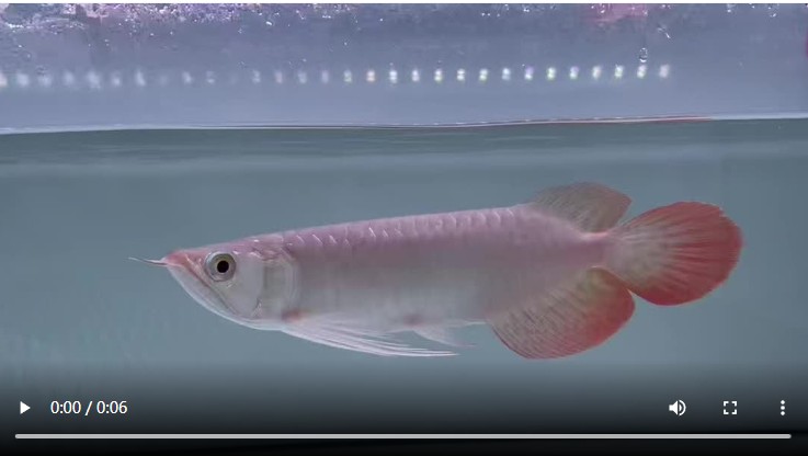 PddScreenShot_20260406220401.png 祥龍魚場-大湖紅龍魚小魚，40年老品牌，祥龍魚場-大湖紅龍魚 大湖紅龍魚