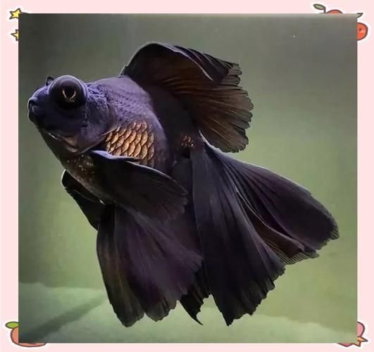 如何判斷龍睛魚是否健康，如何判斷龍睛魚健康 如何判斷龍睛魚是否健康，如何判斷龍睛魚健康 龍魚百科 第3張