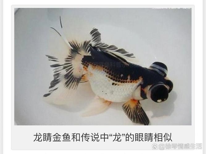 如何判斷龍睛魚是否健康，如何判斷龍睛魚健康 如何判斷龍睛魚是否健康，如何判斷龍睛魚健康 龍魚百科 第5張