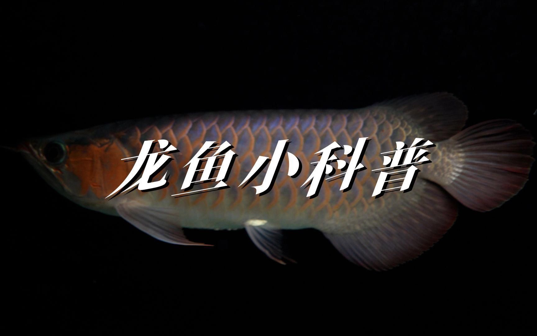 如何區分游龍魚和觀賞龍魚，如何區分游龍魚和觀賞龍魚？